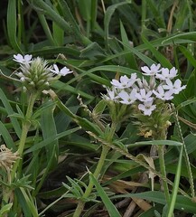 Glandularia tenera