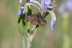 Erynnis persius