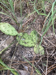 Opuntia mesacantha