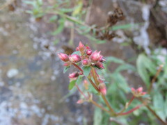 Melastomeae