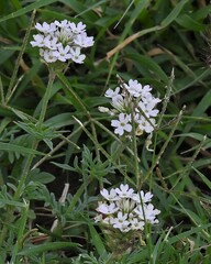 Glandularia tenera
