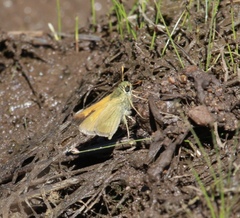 Polites themistocles