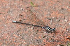 Argia oculata