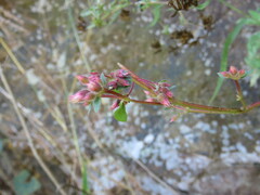 Melastomeae