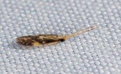 Hydroptilidae