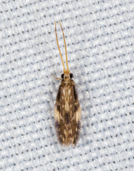 Hydroptilidae