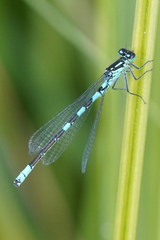 Coenagrion resolutum