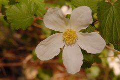 Rubus deliciosus