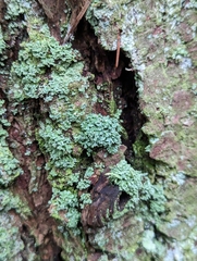 Cladonia coniocraea