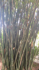 Bambusa vulgaris