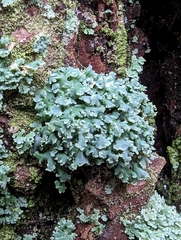Cladonia coniocraea