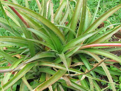 Ananas comosus microstachys