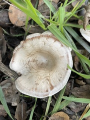 Coprinopsis uliginicola
