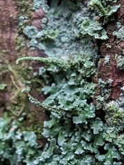 Cladonia coniocraea