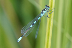 Coenagrion resolutum