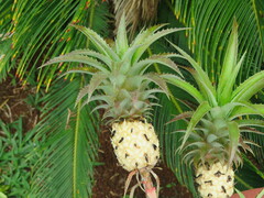 Ananas comosus microstachys