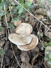 Coprinopsis uliginicola