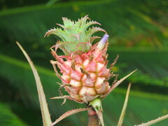 Ananas comosus microstachys
