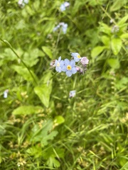 Myosotis sylvatica