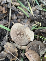 Coprinopsis uliginicola