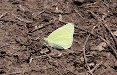 Colias alexandra
