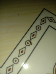 Phlebotominae