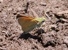 Polites themistocles