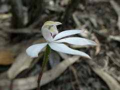 Caladenia gracilis