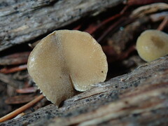 Simocybe centunculus
