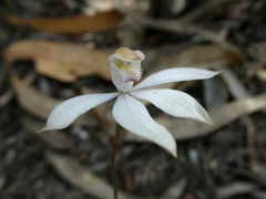 Caladenia gracilis