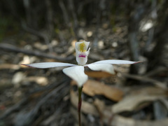 Caladenia gracilis