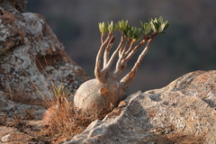 Pachypodium gracilius image