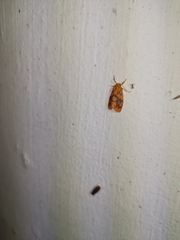 Miltochrista arcuata