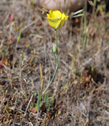iNaturalist observation photo of Yellow Mariposa Lily