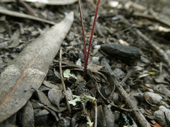 Caladenia gracilis