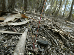 Caladenia gracilis