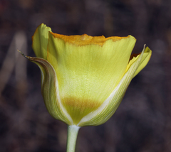 Calochortus luteus