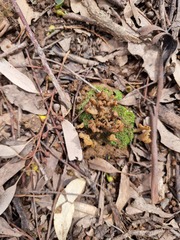Clavulina vinaceocervina