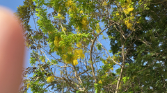 Cassia fistula