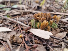 Clavulina vinaceocervina