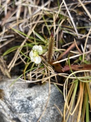 Drosera arcturi