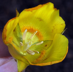 Calochortus luteus