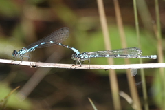 Coenagrion interrogatum