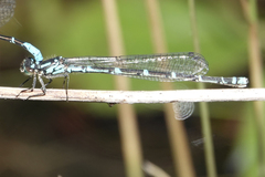 Coenagrion interrogatum