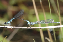 Coenagrion interrogatum