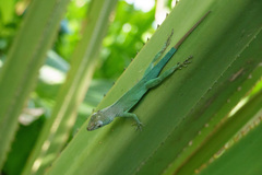 Anolis marmoratus