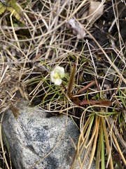 Drosera arcturi