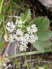 Gingidia montana