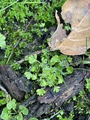Alchemilla arvensis