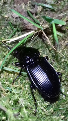 Pterostichus melas